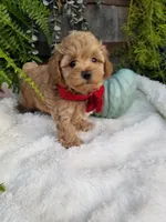 Rubble , a male Maltipoo for sale in Bolivar, MO – 4 of 6