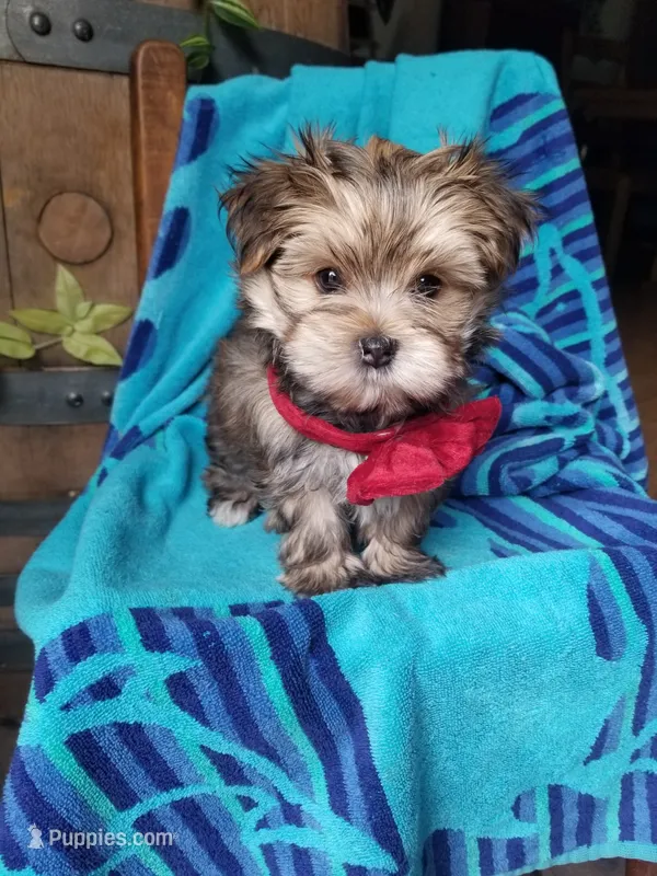 Rubble  – Morkie puppy for sale in Bolivar, MO
