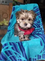 Rubble , a male Morkie for sale in Bolivar, MO – 6 of 10