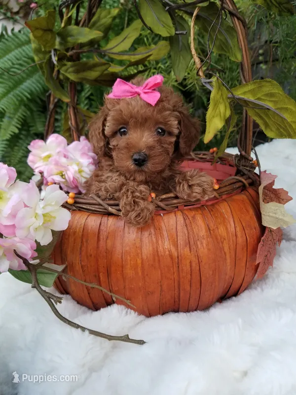 Dolly – Poodle - Toy  puppy for sale in Bolivar, MO