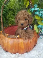 Dr. Pepper, a male Poodle - Toy  for sale in Bolivar, MO – 1 of 10