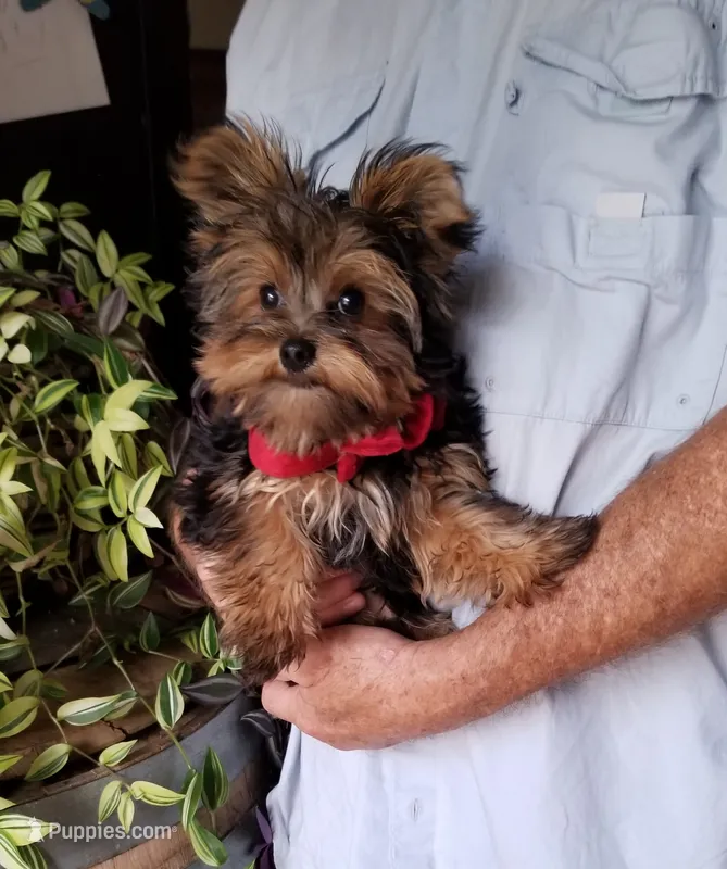 Charlie  – Yorkshire Terrier puppy for sale in Bolivar, MO