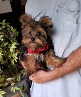 Charlie , a male Yorkshire Terrier for sale in Bolivar, MO – 1 of 9