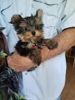 Maxx, a male Yorkshire Terrier for sale in Bolivar, MO – 6 of 10