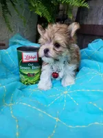 Happy , a male Morkie for sale in Bolivar, MO – 10 of 10