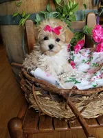 Izzy, a female Maltipoo for sale in Bolivar, MO – 6 of 10
