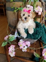 Buttons , a female Maltipoo for sale in Bolivar, MO – 7 of 10