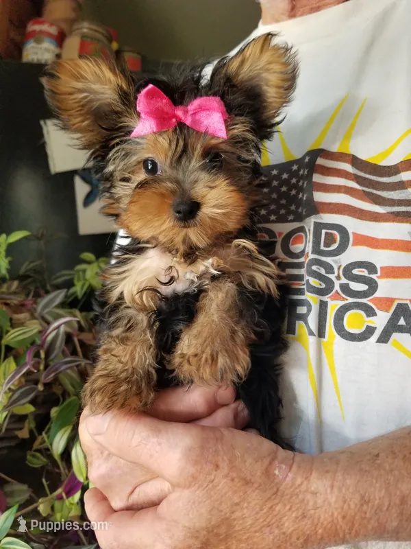 Catalina  – Yorkshire Terrier puppy for sale in Bolivar, MO