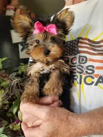 Catalina , a female Yorkshire Terrier for sale in Bolivar, MO – 1 of 10