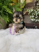 Lincoln , a male Morkie for sale in Bolivar, MO – 6 of 10