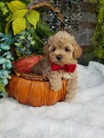 Nash, a male Maltipoo for sale in Bolivar, MO – 7 of 10