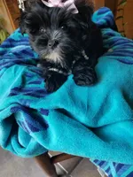 Snow Paws, a female Morkie for sale in Bolivar, MO – 7 of 9