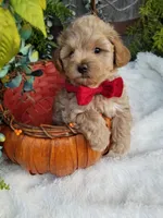 Nash, a male Maltipoo for sale in Bolivar, MO – 1 of 10