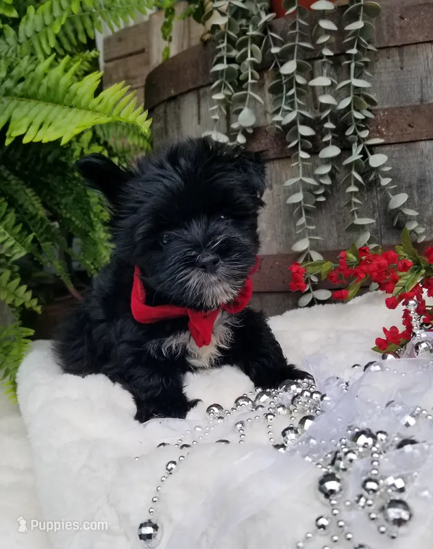 Whiskers  – Morkie puppy for sale in Bolivar, MO