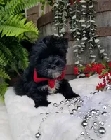 Whiskers , a male Morkie for sale in Bolivar, MO – 3 of 10