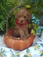 Parker, a male Poodle - Toy  for sale in Bolivar, MO – 5 of 10