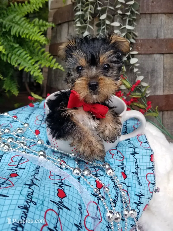 Abou – Yorkshire Terrier puppy for sale in Bolivar, MO