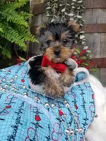 Abou, a male Yorkshire Terrier for sale in Bolivar, MO – 1 of 6