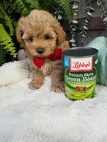Rubble , a male Maltipoo for sale in Bolivar, MO – 5 of 6