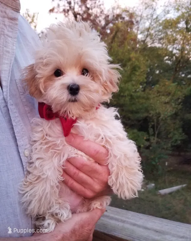 Hunter  – Maltipoo puppy for sale in Bolivar, MO