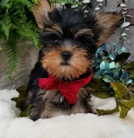 Mickey , a male Yorkshire Terrier for sale in Bolivar, MO – 9 of 10