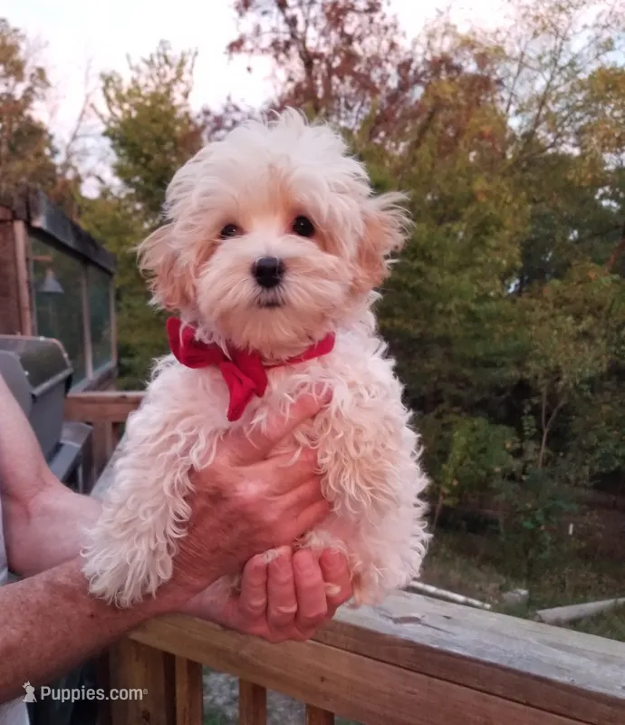 Hunter  – Maltipoo puppy for sale in Bolivar, MO
