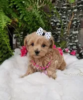 Piper, a female Maltipoo for sale in Bolivar, MO – Photo 9 of 10