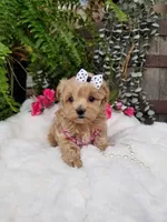 Piper, a female Maltipoo for sale in Bolivar, MO – Photo 5 of 10