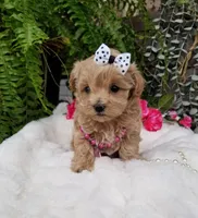 Piper, a female Maltipoo for sale in Bolivar, MO – Photo 8 of 10