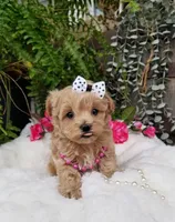 Piper, a female Maltipoo for sale in Bolivar, MO – Photo 7 of 10