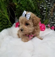 Piper, a female Maltipoo for sale in Bolivar, MO – Photo 4 of 10