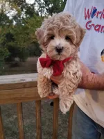 Rubble , a male Maltipoo for sale in Bolivar, MO – 9 of 10