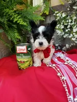 Rocky, a male Morkie for sale in Bolivar, MO – 9 of 10