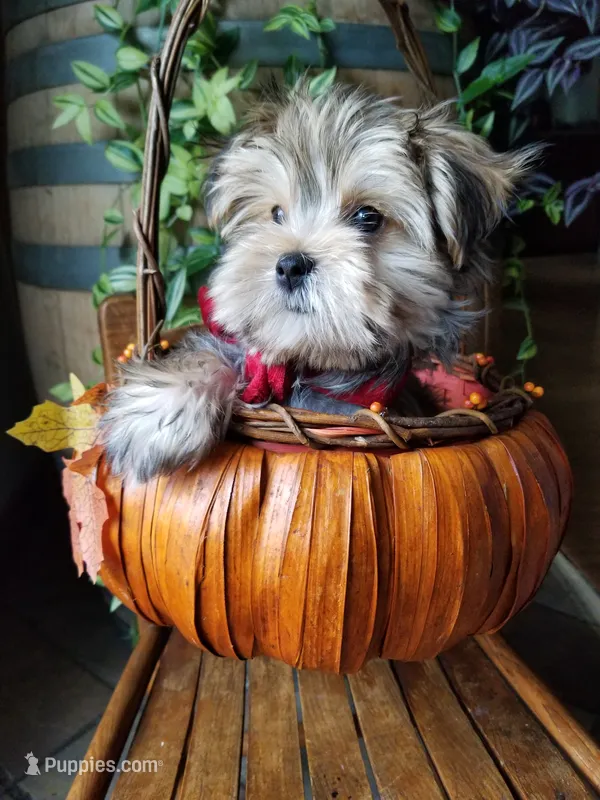 Rubble  – Morkie puppy for sale in Bolivar, MO