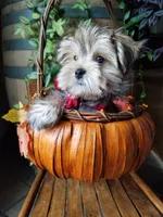 Rubble , a male Morkie for sale in Bolivar, MO – 6 of 10
