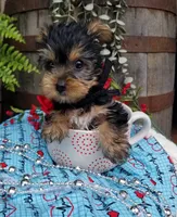 Abou, a male Yorkshire Terrier for sale in Bolivar, MO – 2 of 6