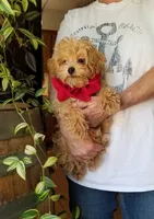 Rubble , a male Maltipoo for sale in Bolivar, MO – 7 of 10