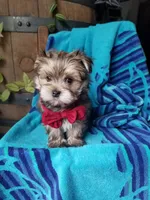 Rubble , a male Morkie for sale in Bolivar, MO – 10 of 10