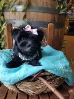 Snow Paws, a female Morkie for sale in Bolivar, MO – 9 of 9