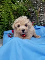 Bentley , a male Maltipoo for sale in Bolivar, MO – Photo 4 of 9