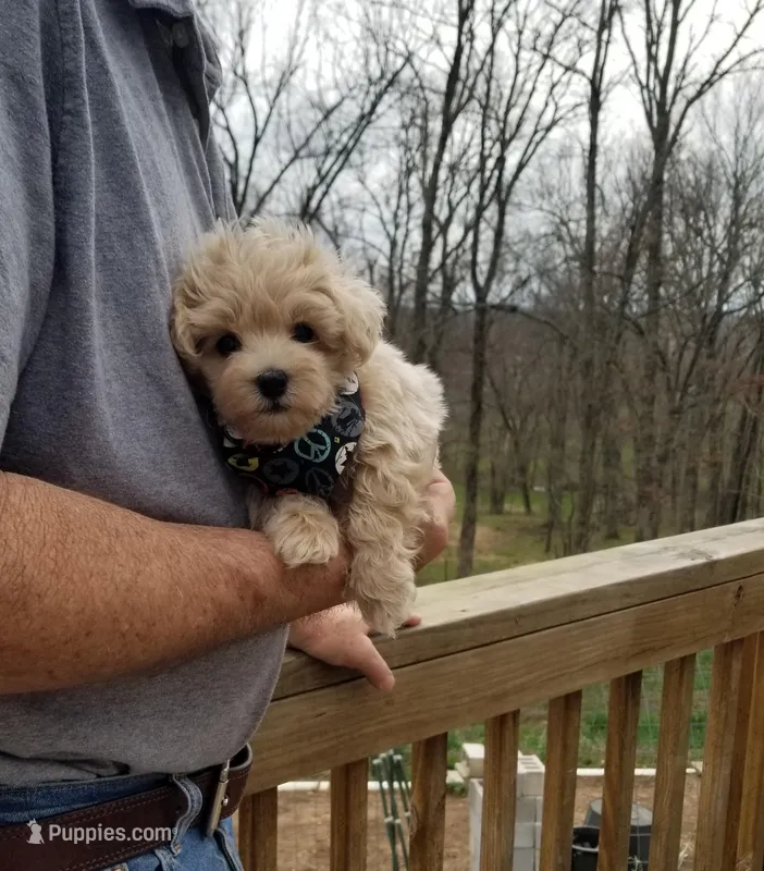 Bentley  – Maltipoo puppy for sale in Bolivar, MO