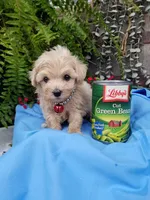 Bentley , a male Maltipoo for sale in Bolivar, MO – Photo 9 of 9