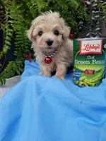 Bentley , a male Maltipoo for sale in Bolivar, MO – Photo 8 of 9