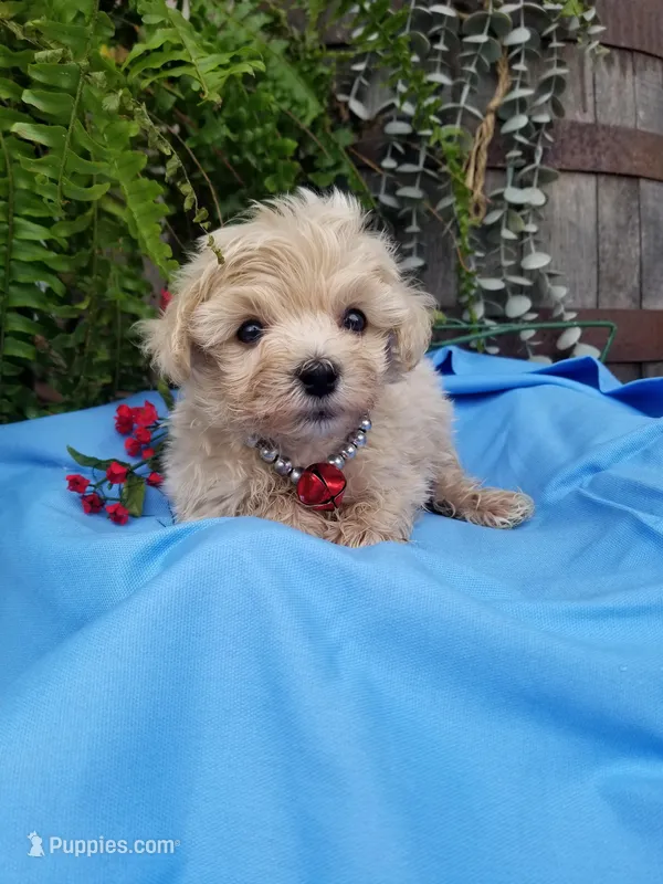 Bentley  – Maltipoo puppy for sale in Bolivar, MO