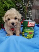 Bentley , a male Maltipoo for sale in Bolivar, MO – Photo 3 of 9