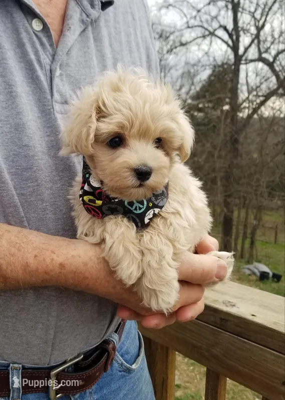 Bentley  – Maltipoo puppy for sale in Bolivar, MO