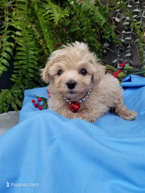 Bentley  – Maltipoo puppy for sale in Bolivar, MO