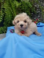 Bentley , a male Maltipoo for sale in Bolivar, MO – Photo 1 of 9