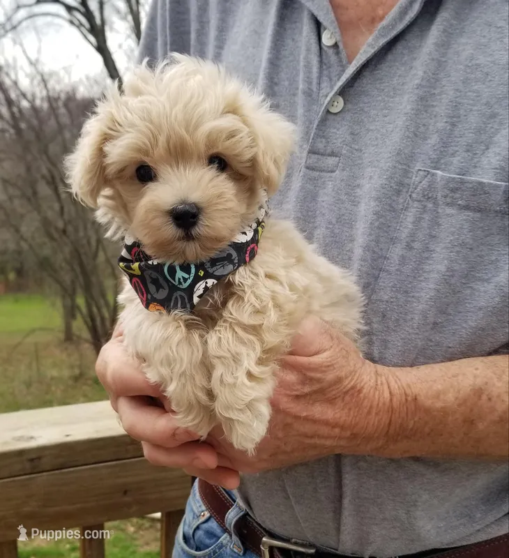 Bentley  – Maltipoo puppy for sale in Bolivar, MO