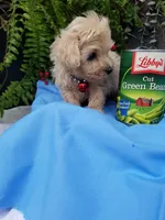 Bentley , a male Maltipoo for sale in Bolivar, MO – Photo 6 of 9